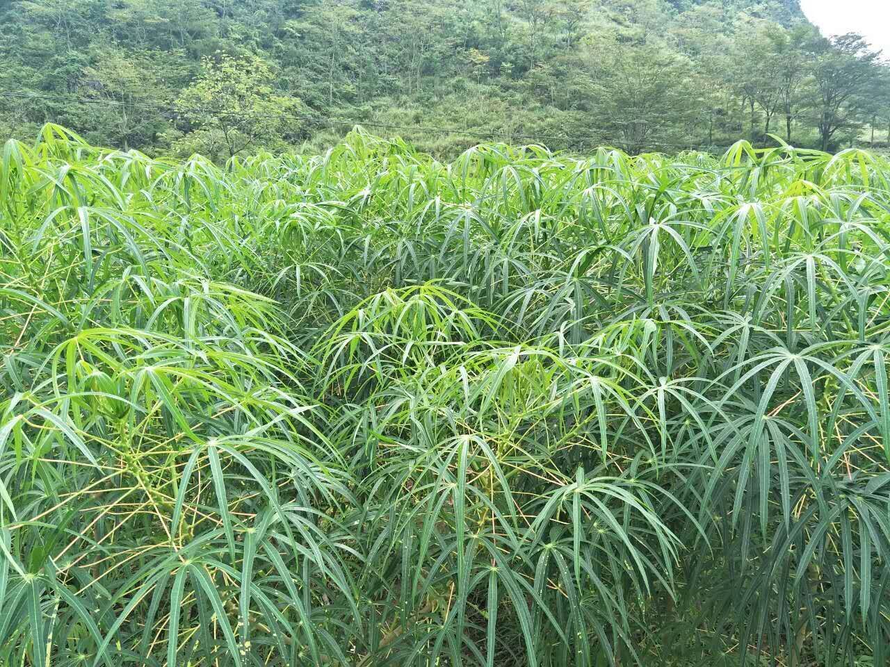 木薯木薯酒糟有机肥